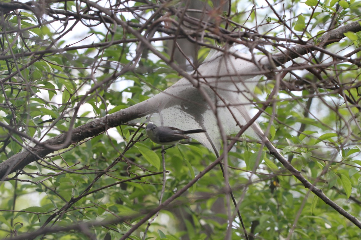 Blue-gray Gnatcatcher - ML618298883
