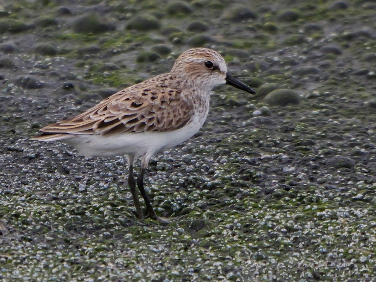 Semipalmated Sandpiper - Jeff Osborne