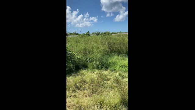 Grassland Yellow-Finch - ML618298942