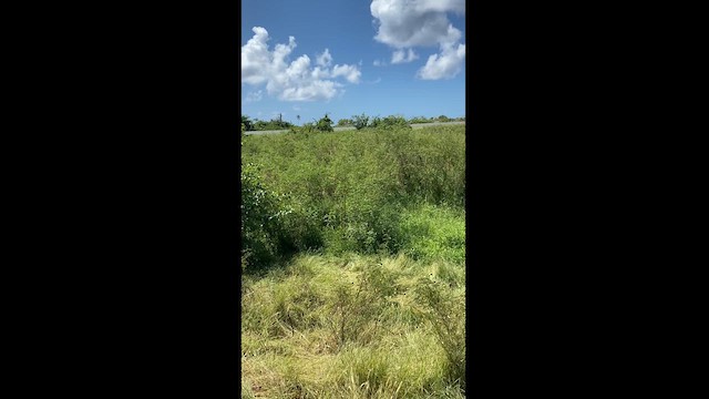 Grassland Yellow-Finch - ML618298943