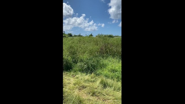 Grassland Yellow-Finch - ML618298944