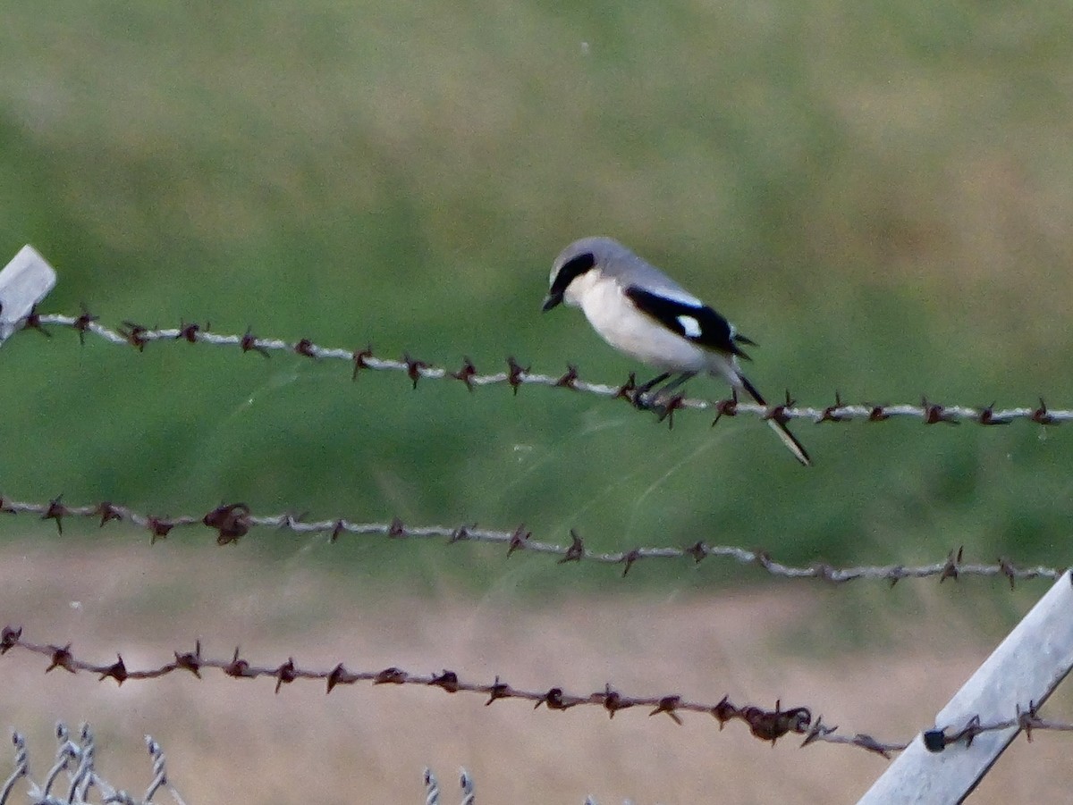 Loggerhead Shrike - Jeff Osborne