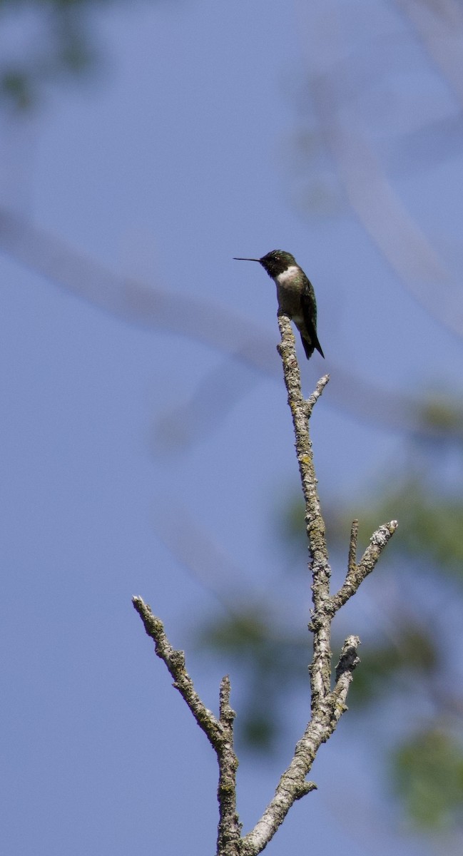 Colibrí Gorjirrubí - ML618298952