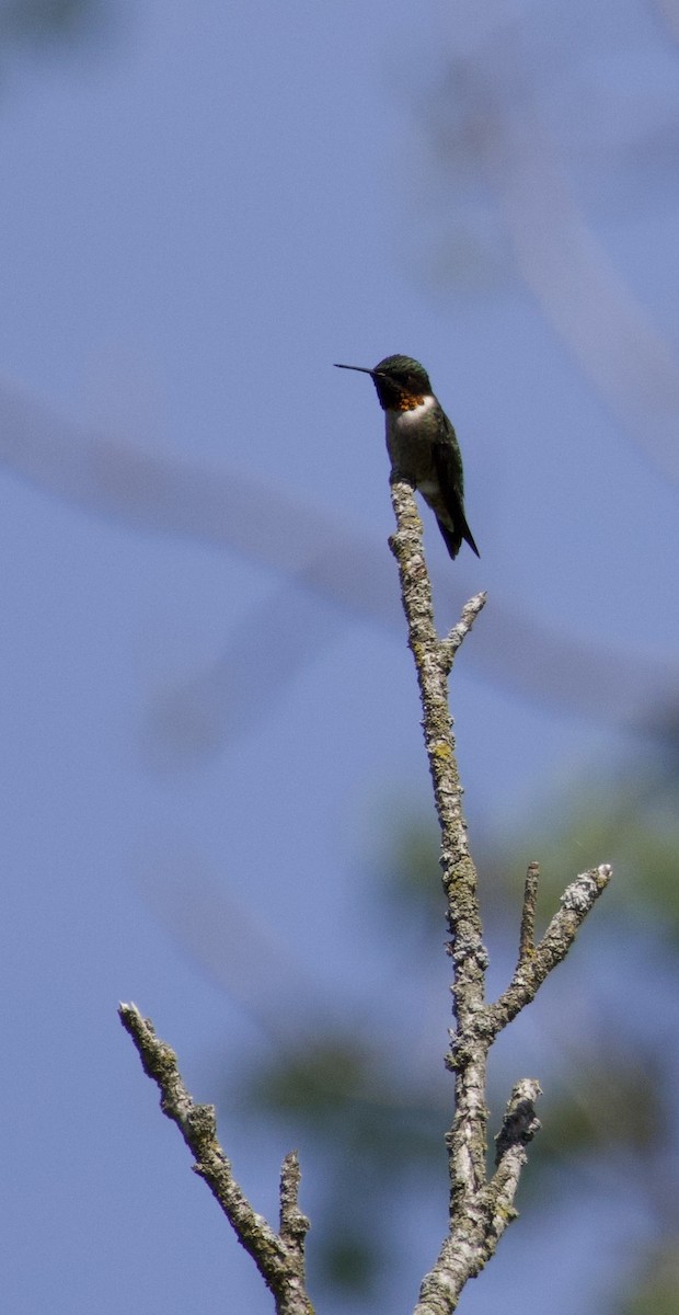 Ruby-throated Hummingbird - ML618298953