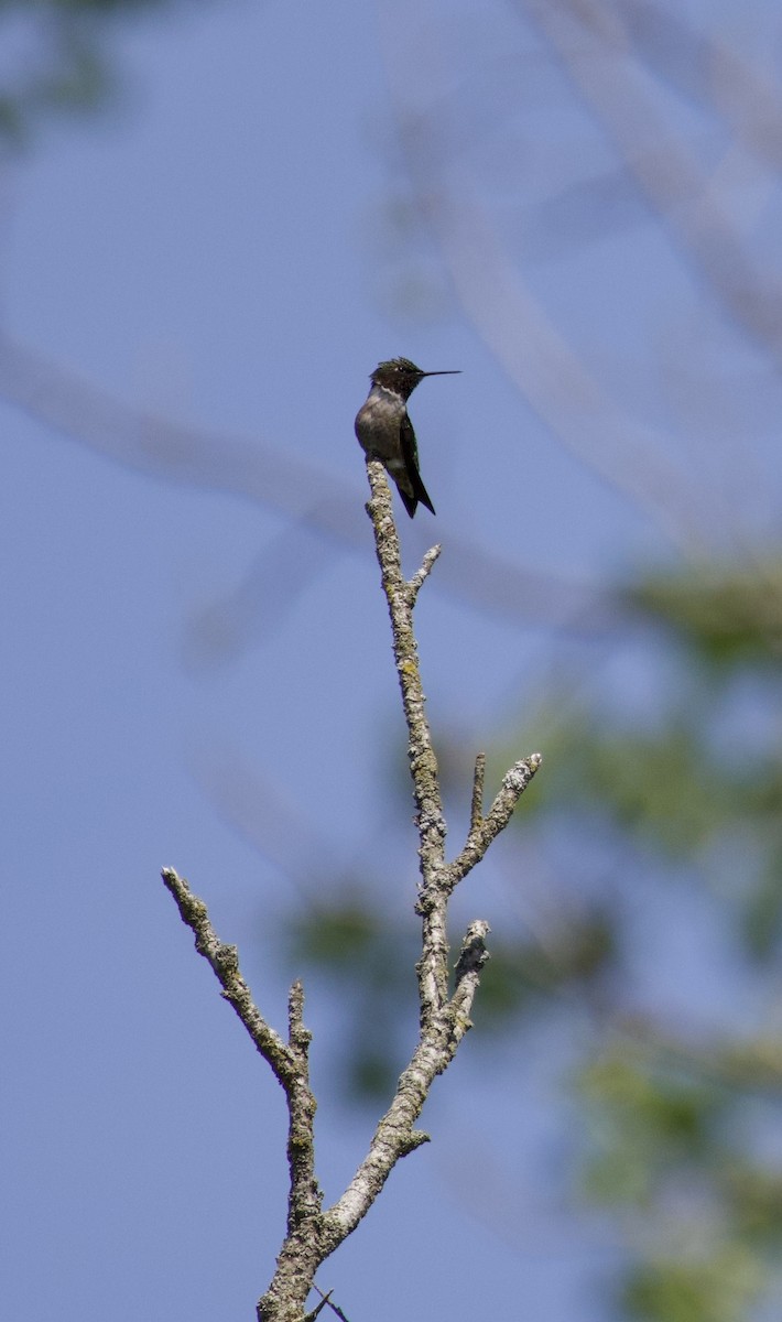 Ruby-throated Hummingbird - Katrina Devine