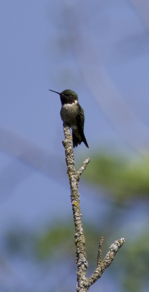 Colibri à gorge rubis - ML618298958