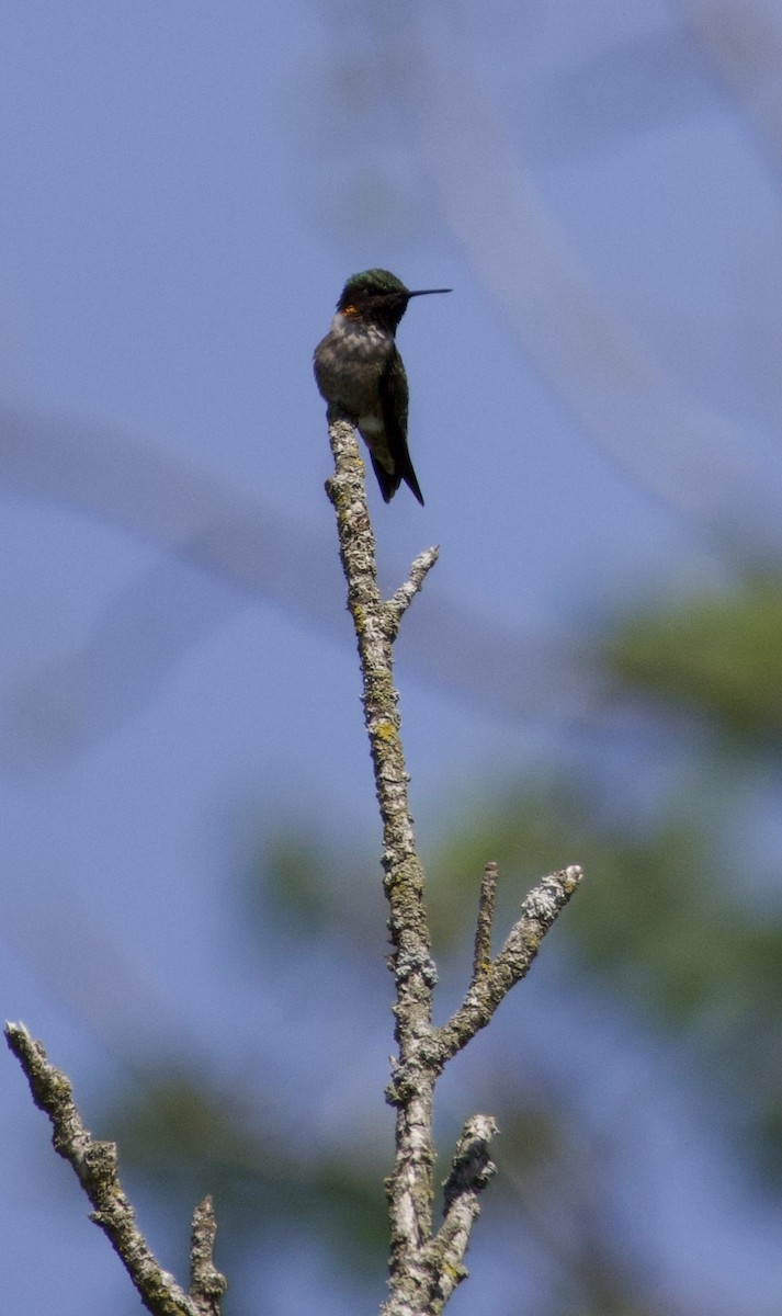 Colibri à gorge rubis - ML618298959