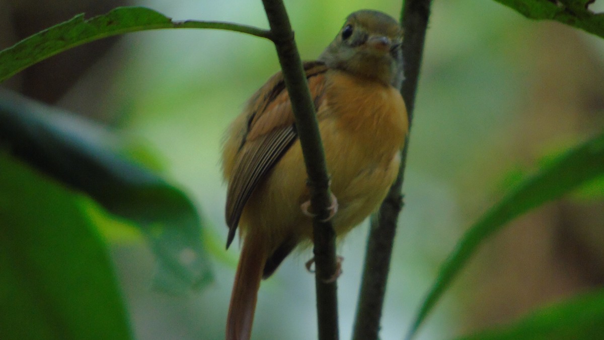 Ruddy-tailed Flycatcher - Danny J Alvarado S