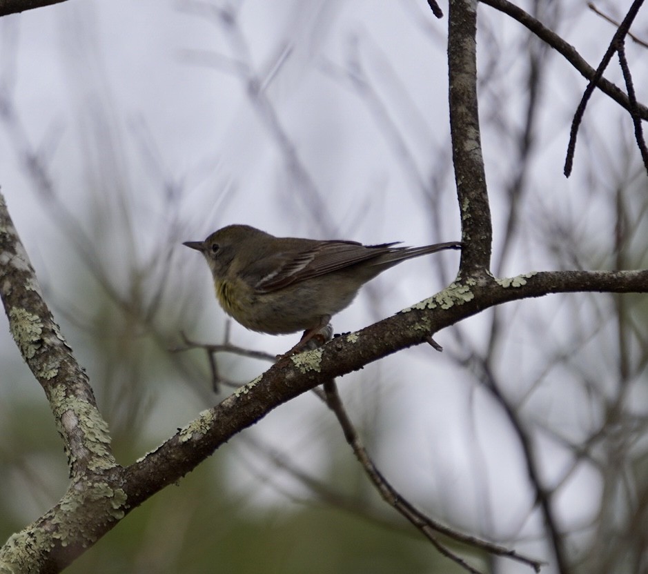 Pine Warbler - Rachel Orlando