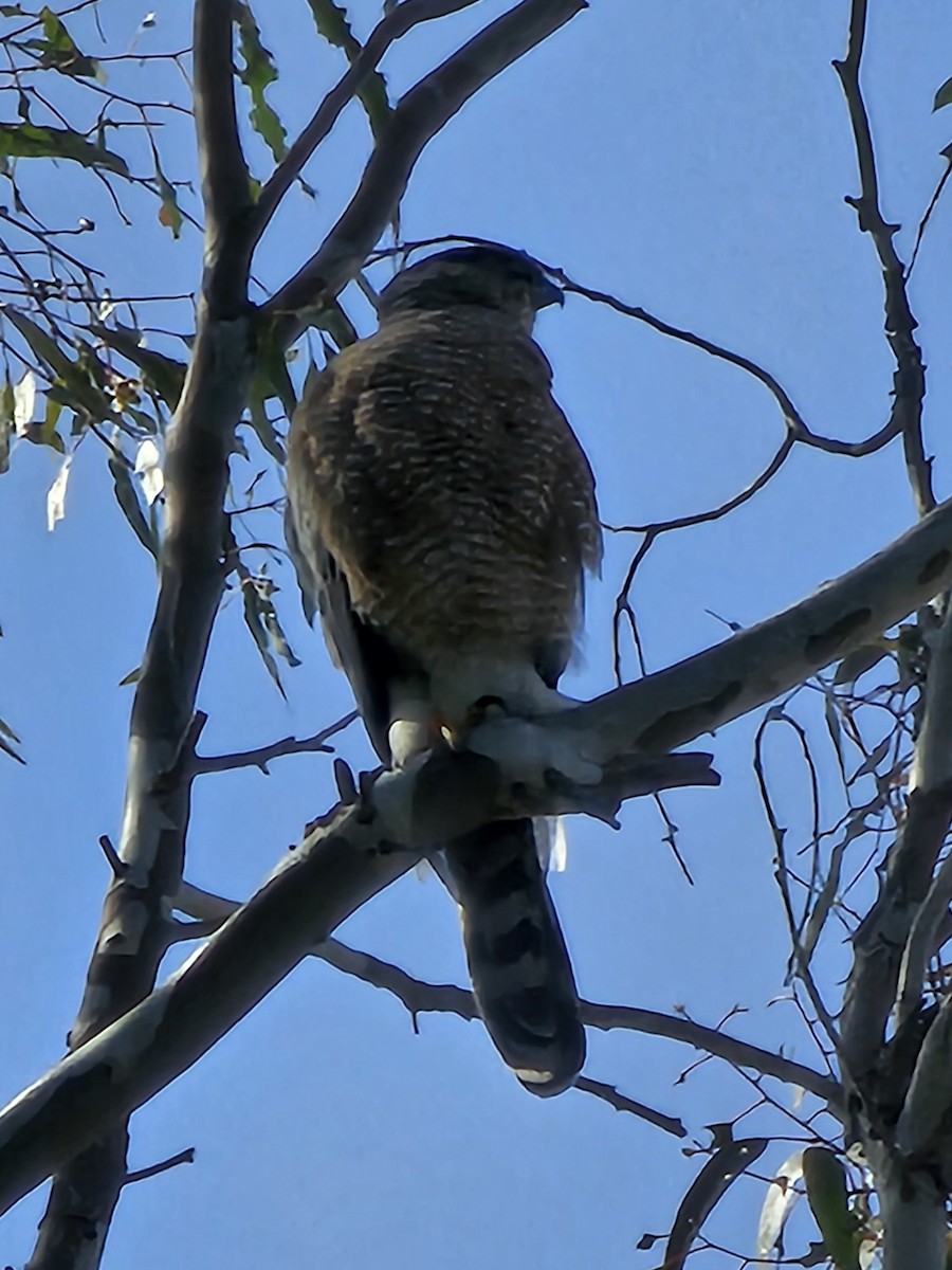 Cooper's Hawk - Graeme Hinde