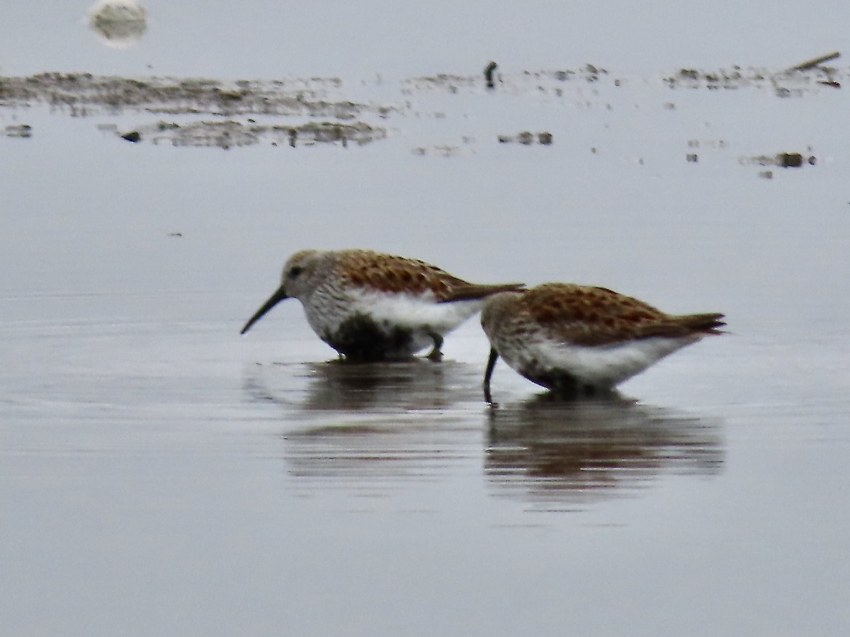 Dunlin - Marjorie Watson