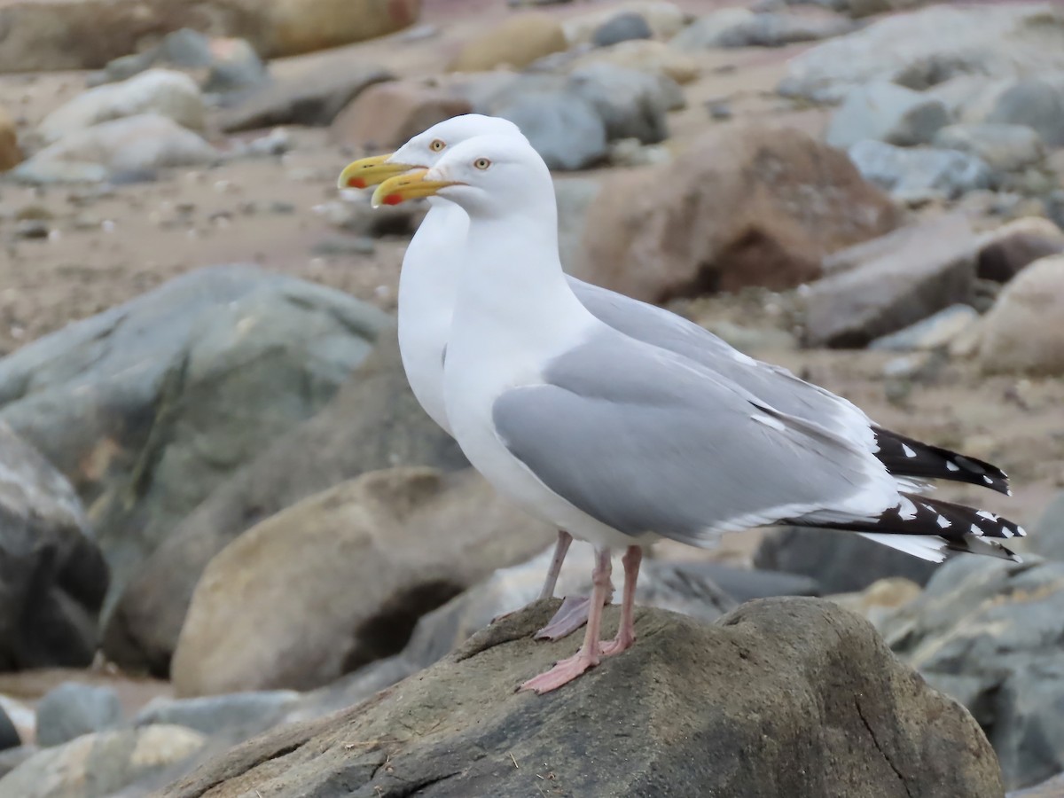 Herring Gull - Marjorie Watson