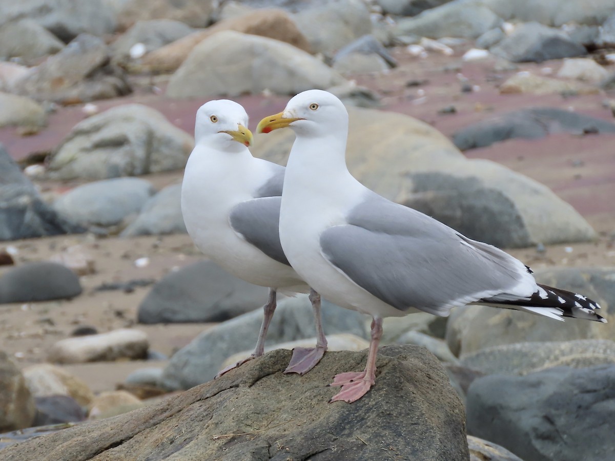 Gaviota Argéntea - ML618299007