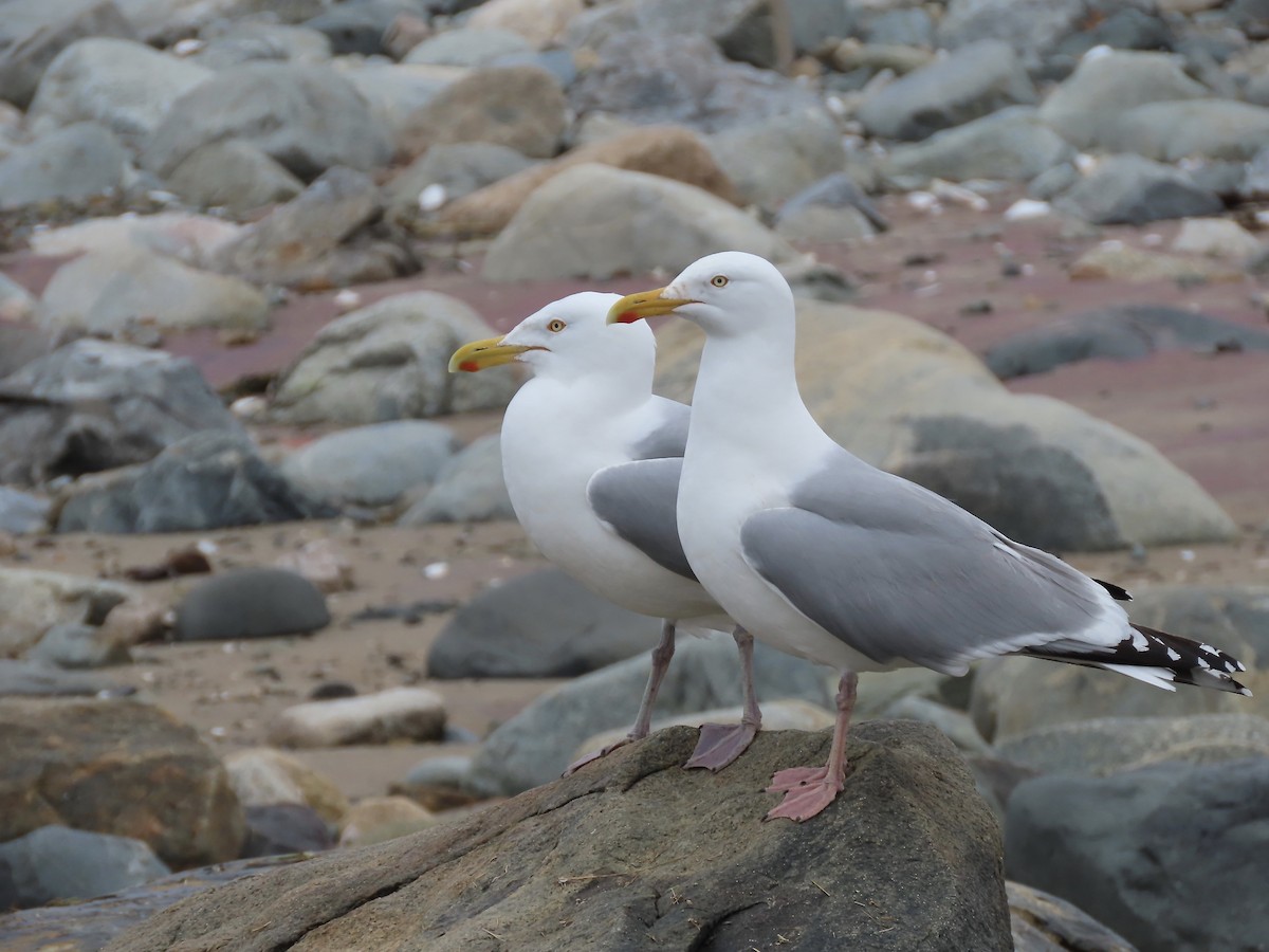 Gaviota Argéntea - ML618299009