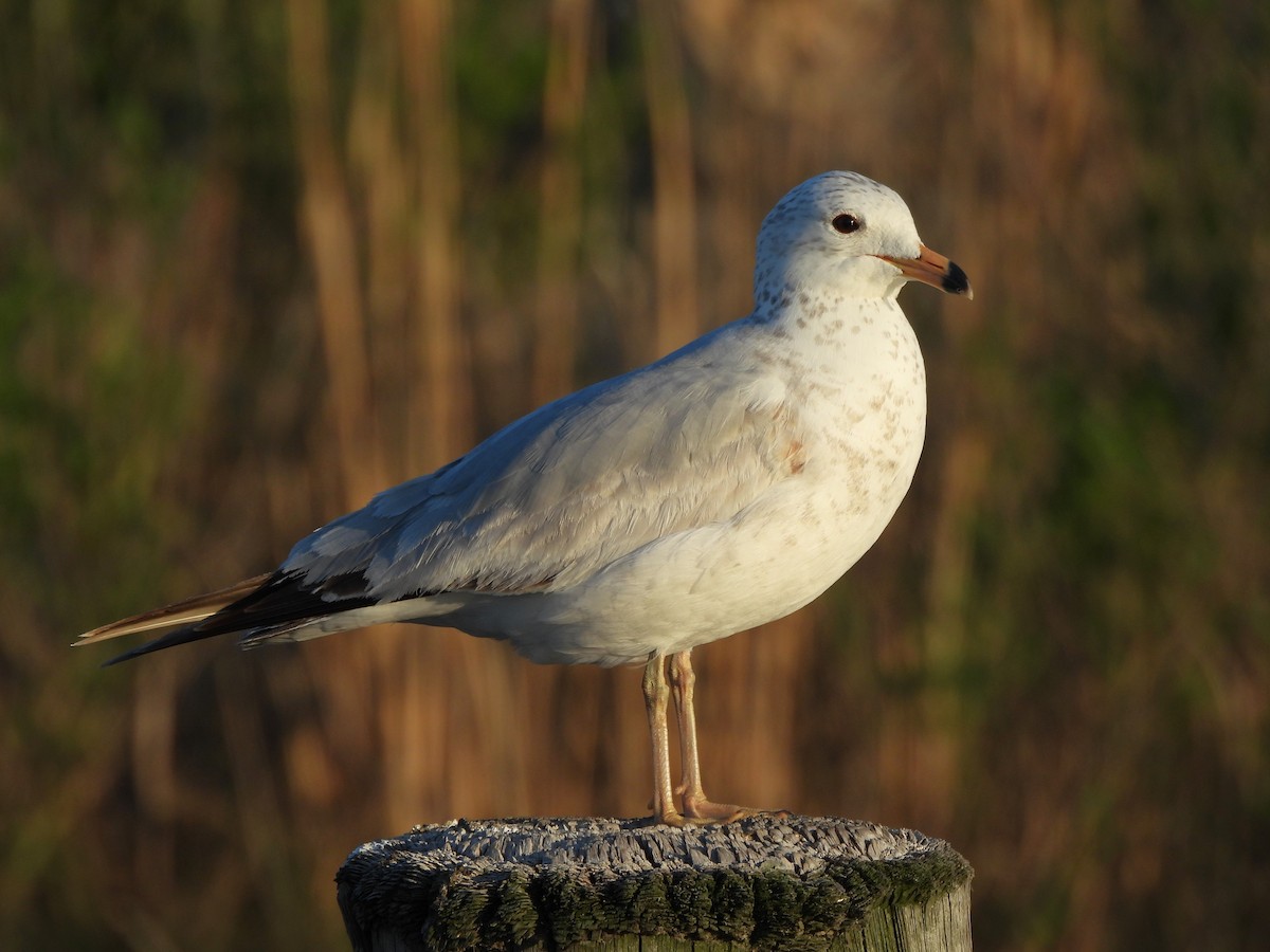 Ring-billed Gull - Tracee Fugate