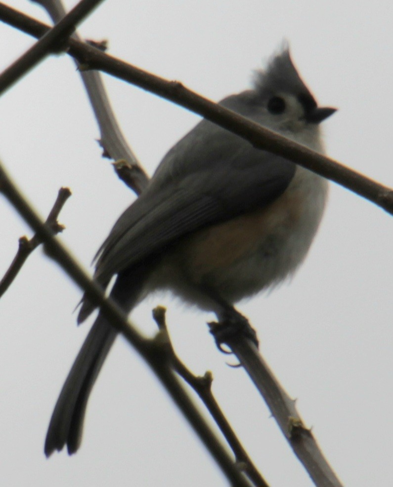 Tufted Titmouse - Samuel Harris