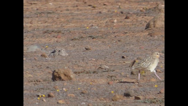 Tawny-throated Dotterel - ML618299028