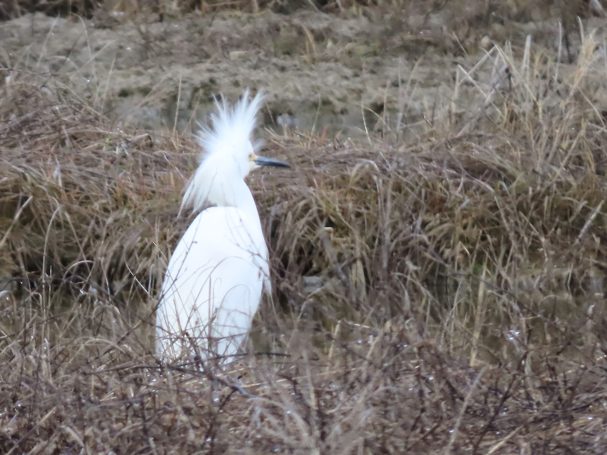 Snowy Egret - Marjorie Watson