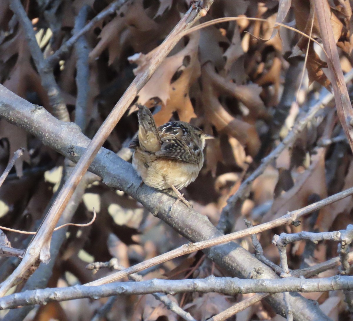 Sedge Wren - ML618299067