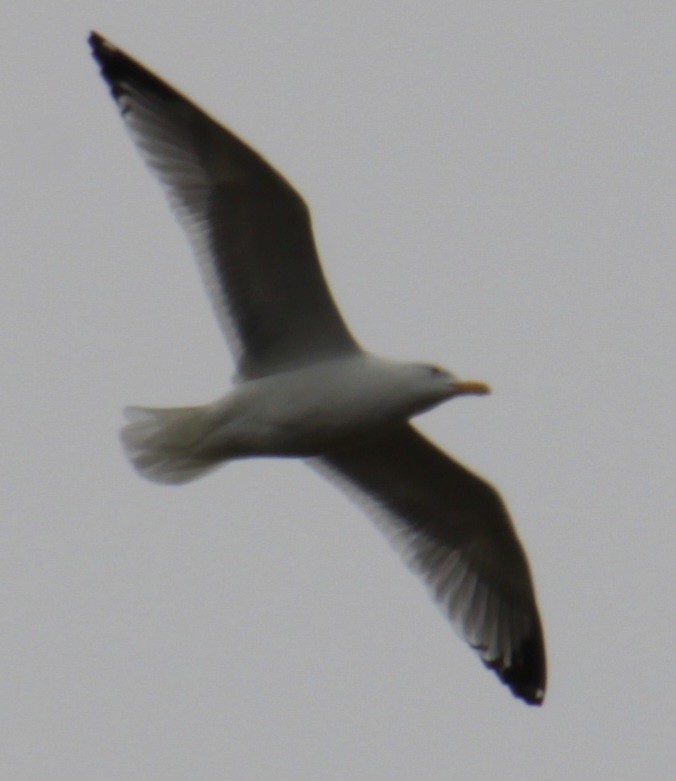 Herring Gull (American) - Samuel Harris