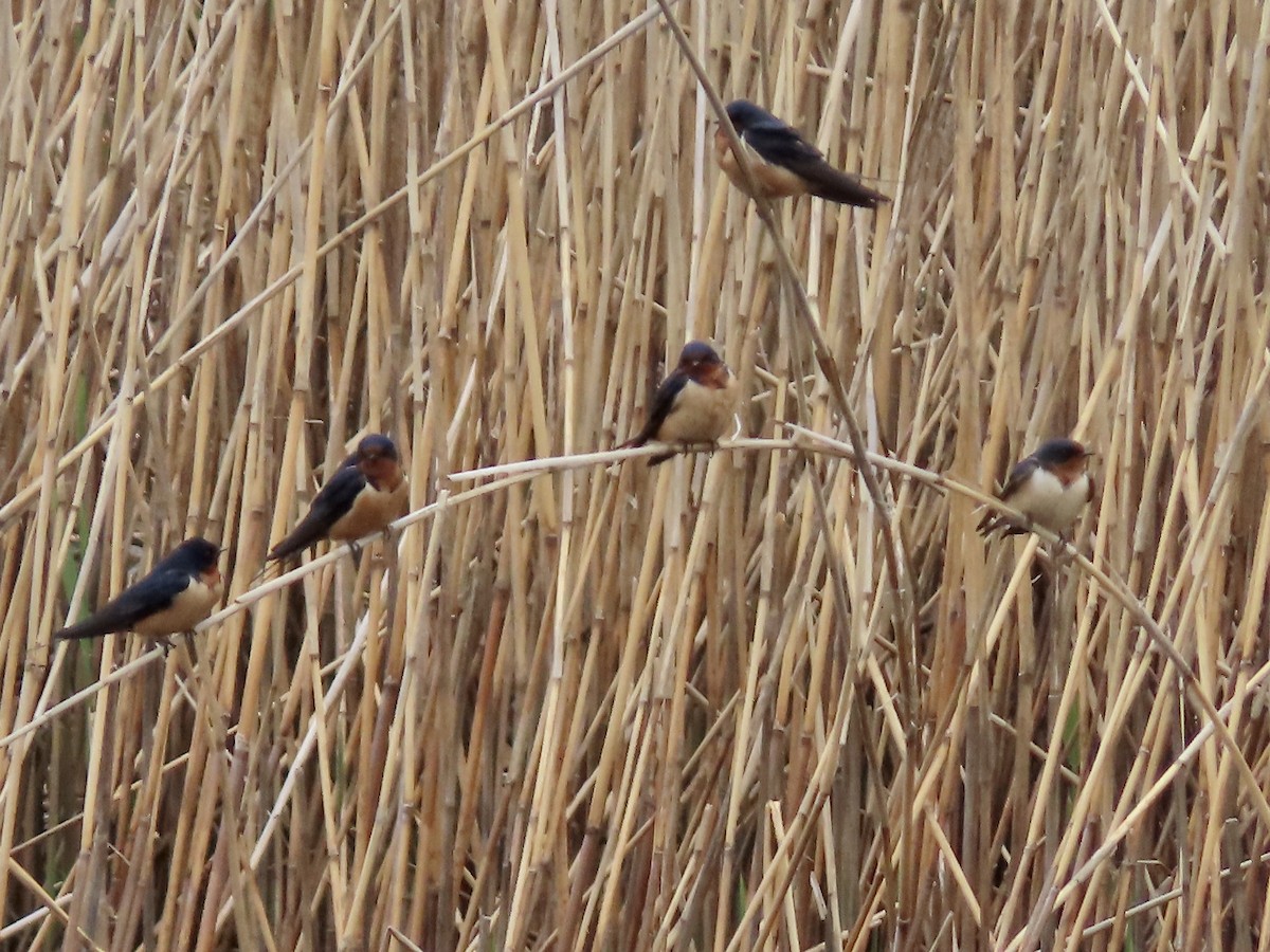 Barn Swallow - Marjorie Watson