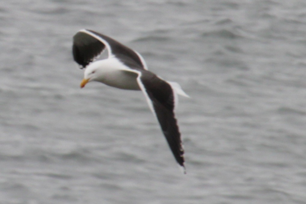 Great Black-backed Gull - ML618299126