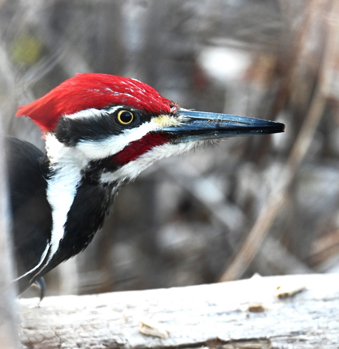 Pileated Woodpecker - Robert Ross