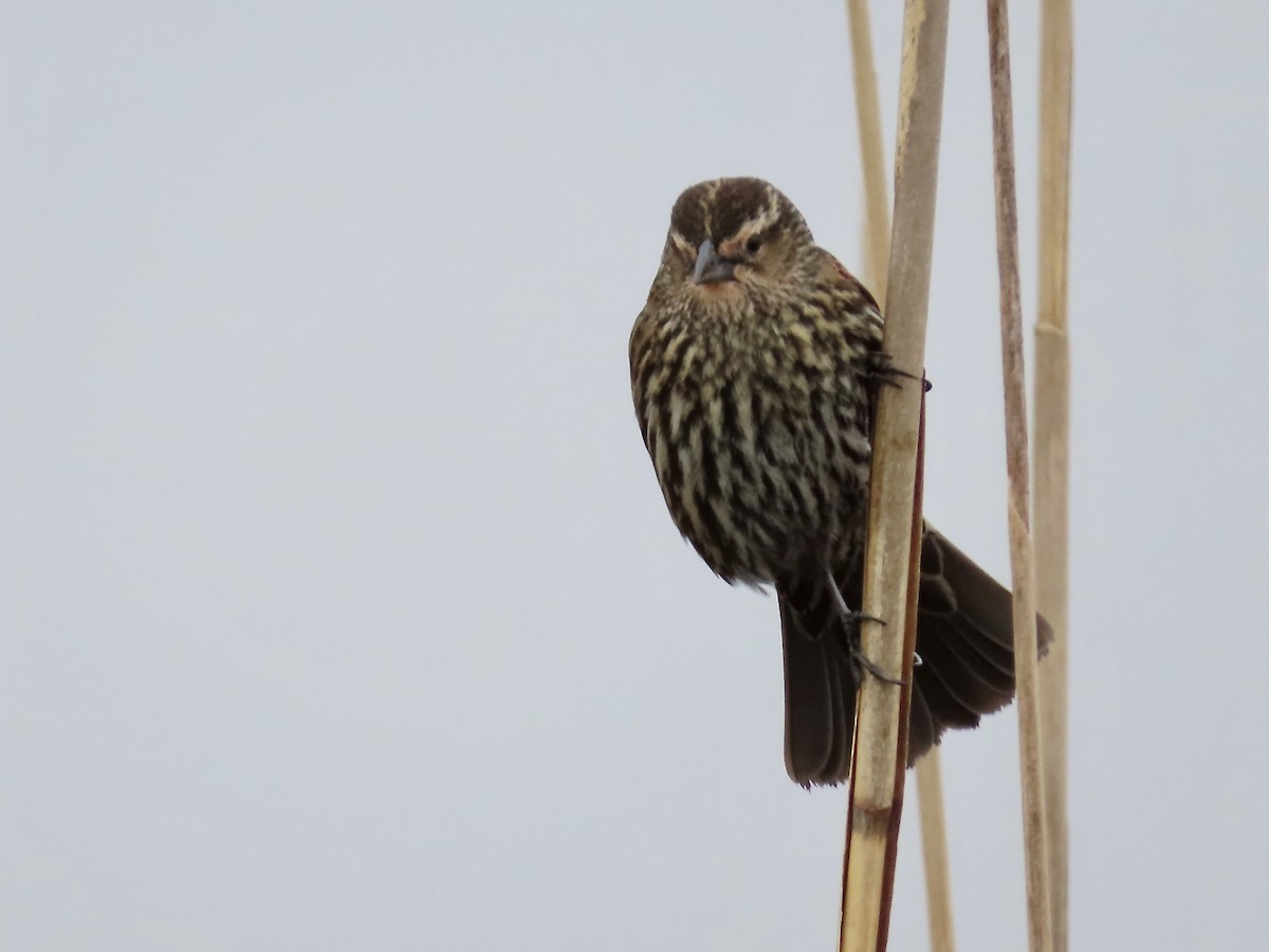 Red-winged Blackbird - Marjorie Watson