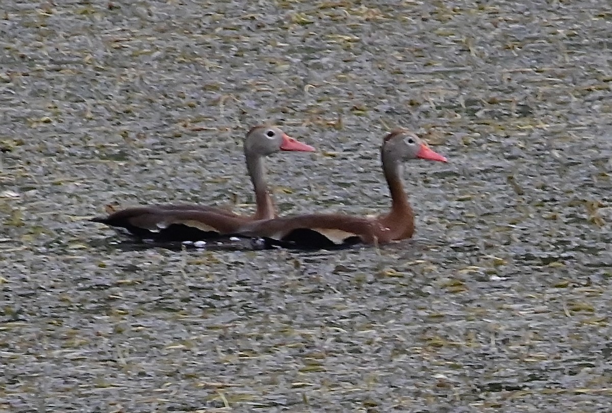 Black-bellied Whistling-Duck - ML618299199