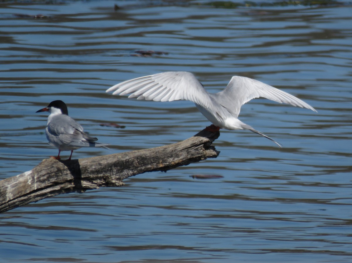 Forster's Tern - ML618299205