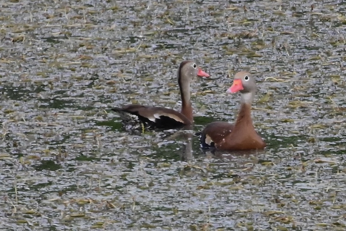 Black-bellied Whistling-Duck - ML618299229