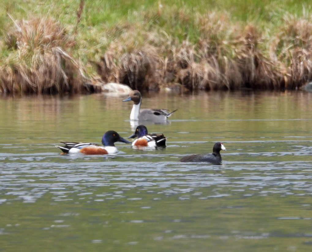 Northern Shoveler - Roxanne Laschanzky