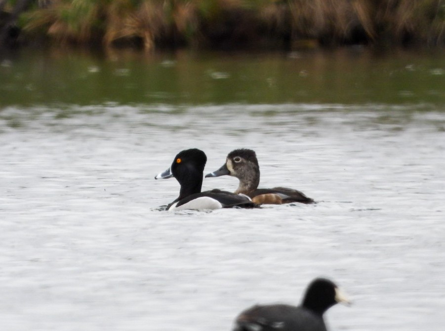 Ring-necked Duck - ML618299302