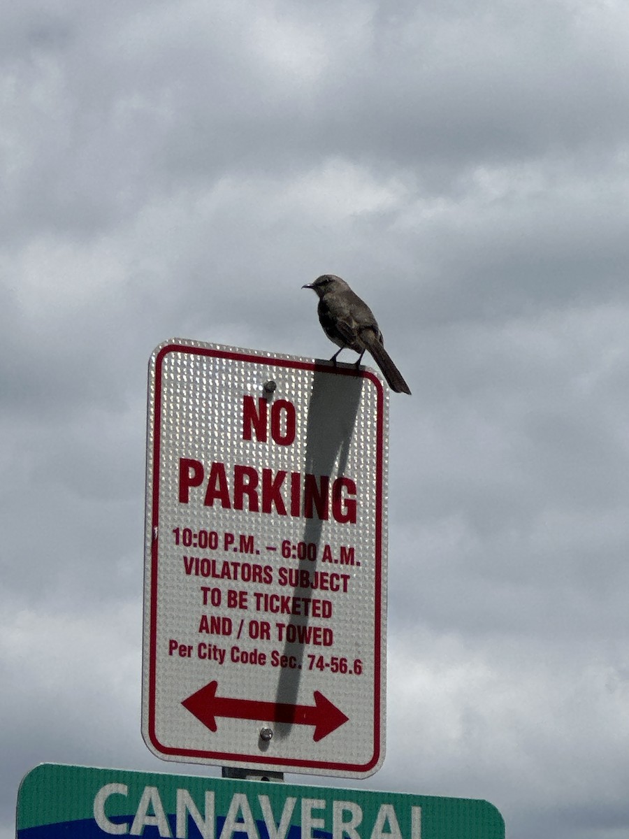 Northern Mockingbird - Kyle Gray