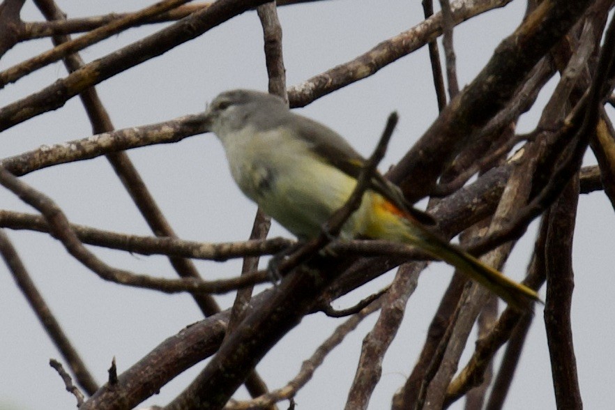 Small Minivet - Tom McIntosh