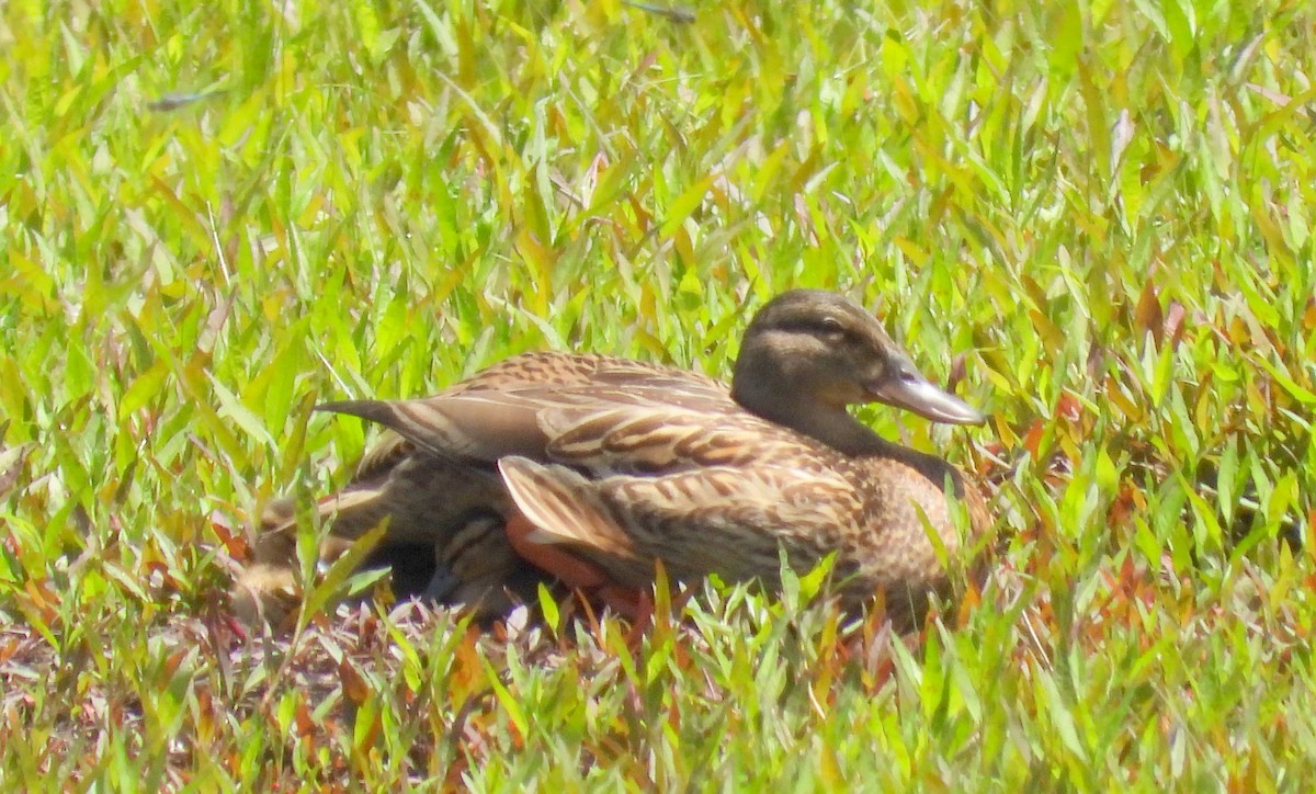 Mallard - Lori O'Bar