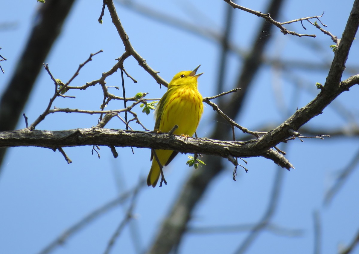 Yellow Warbler - Cynthia Lamb