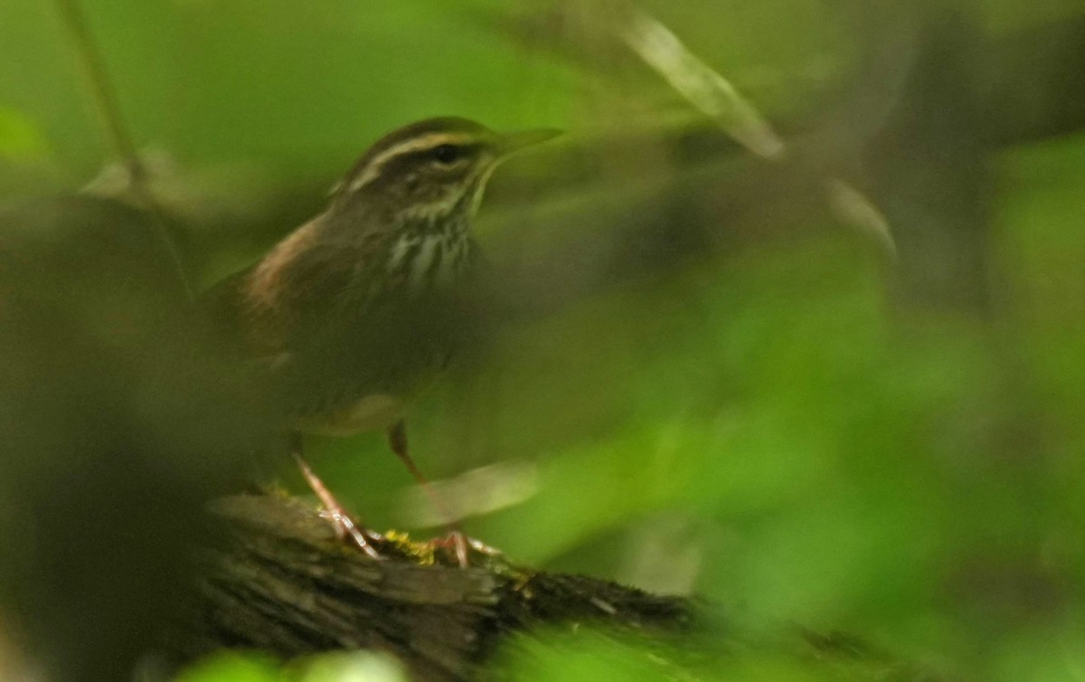 Northern Waterthrush - John Daniel