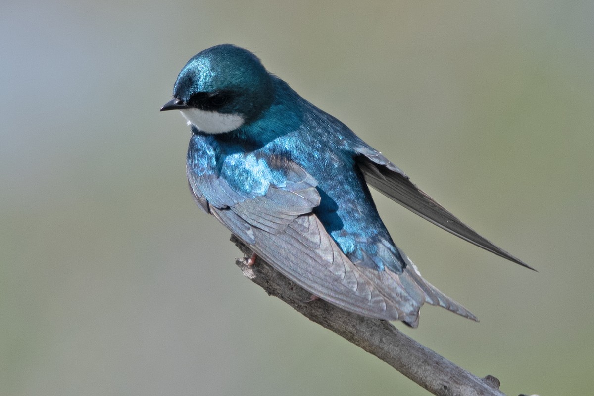 Tree Swallow - Allen Chartier