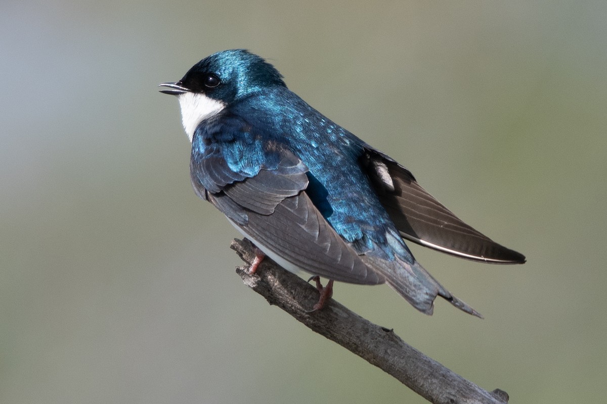 Tree Swallow - Allen Chartier