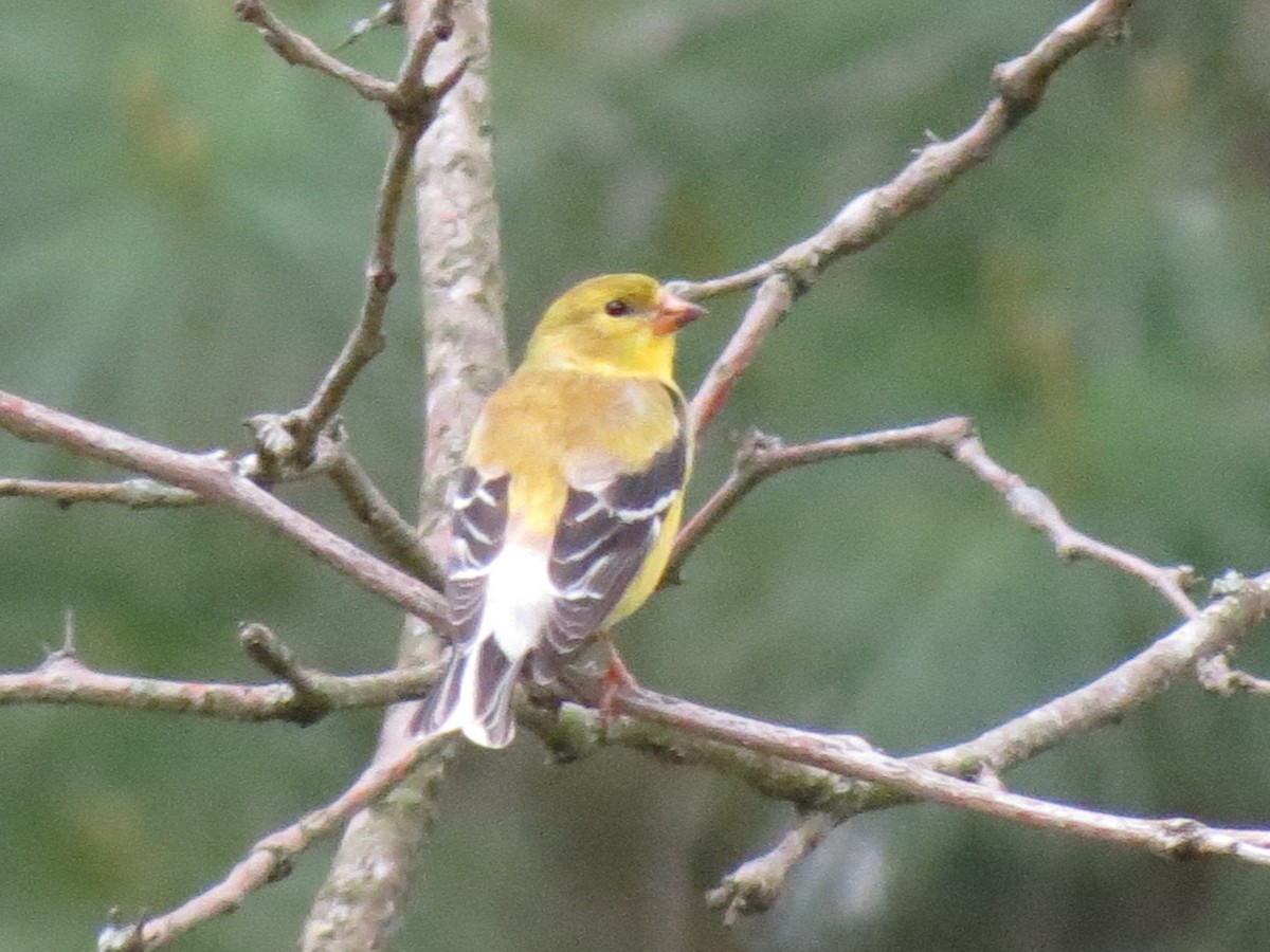 American Goldfinch - Pat Claussen