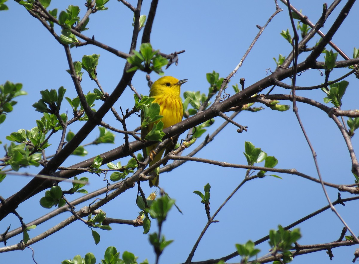 Yellow Warbler - ML618299377