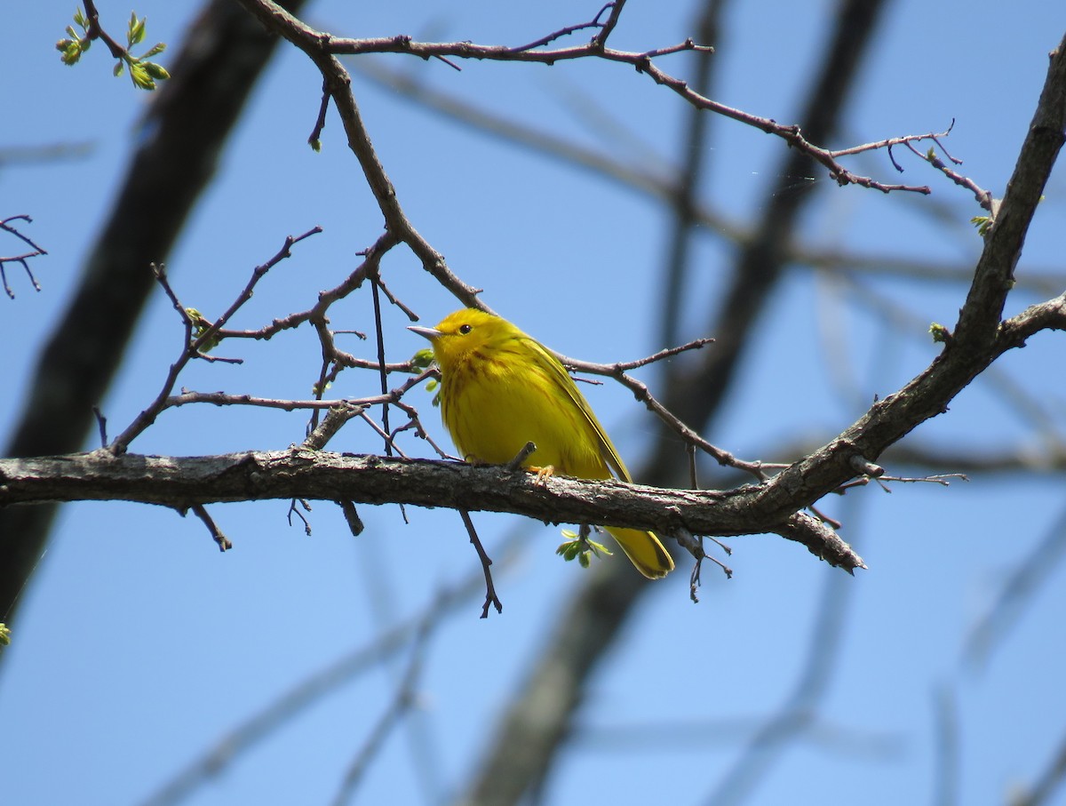 Yellow Warbler - ML618299378