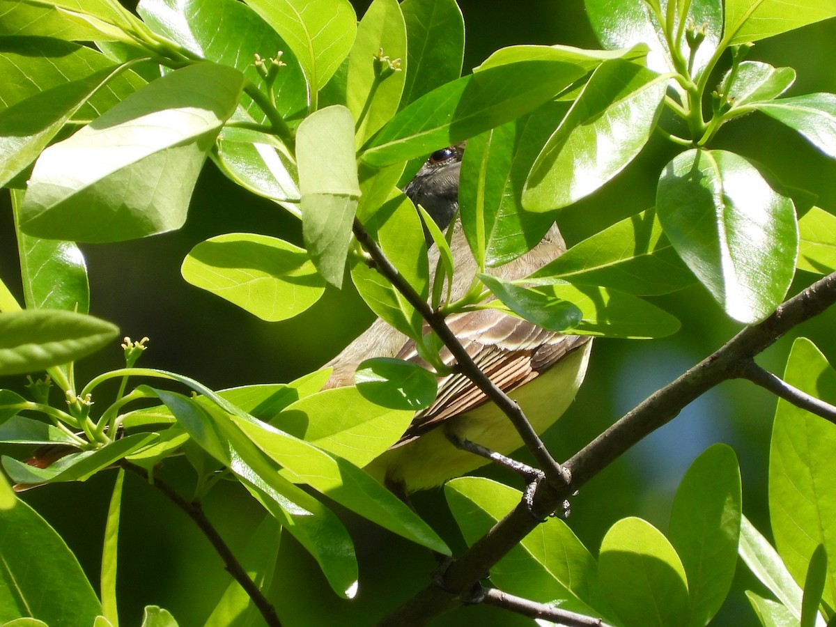 Great Crested Flycatcher - Lori O'Bar