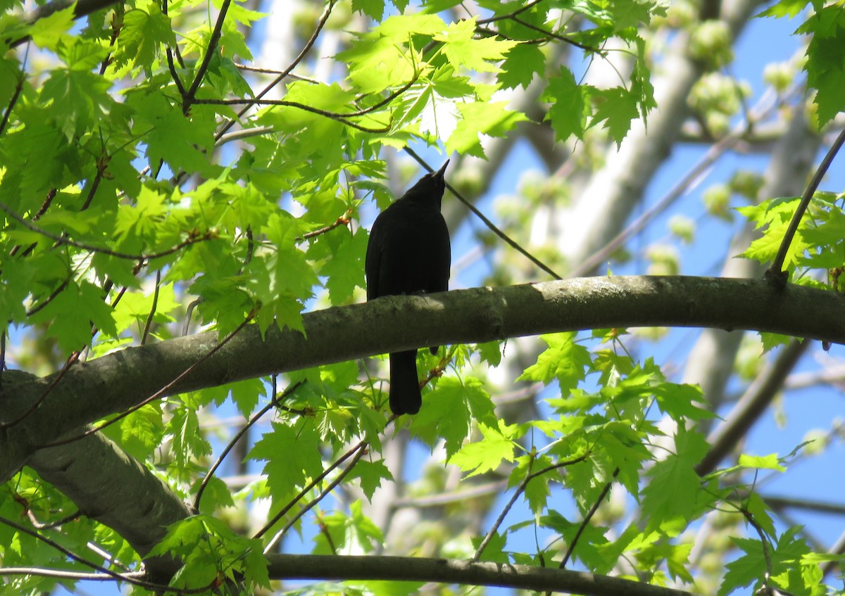 Rusty Blackbird - Cynthia Lamb