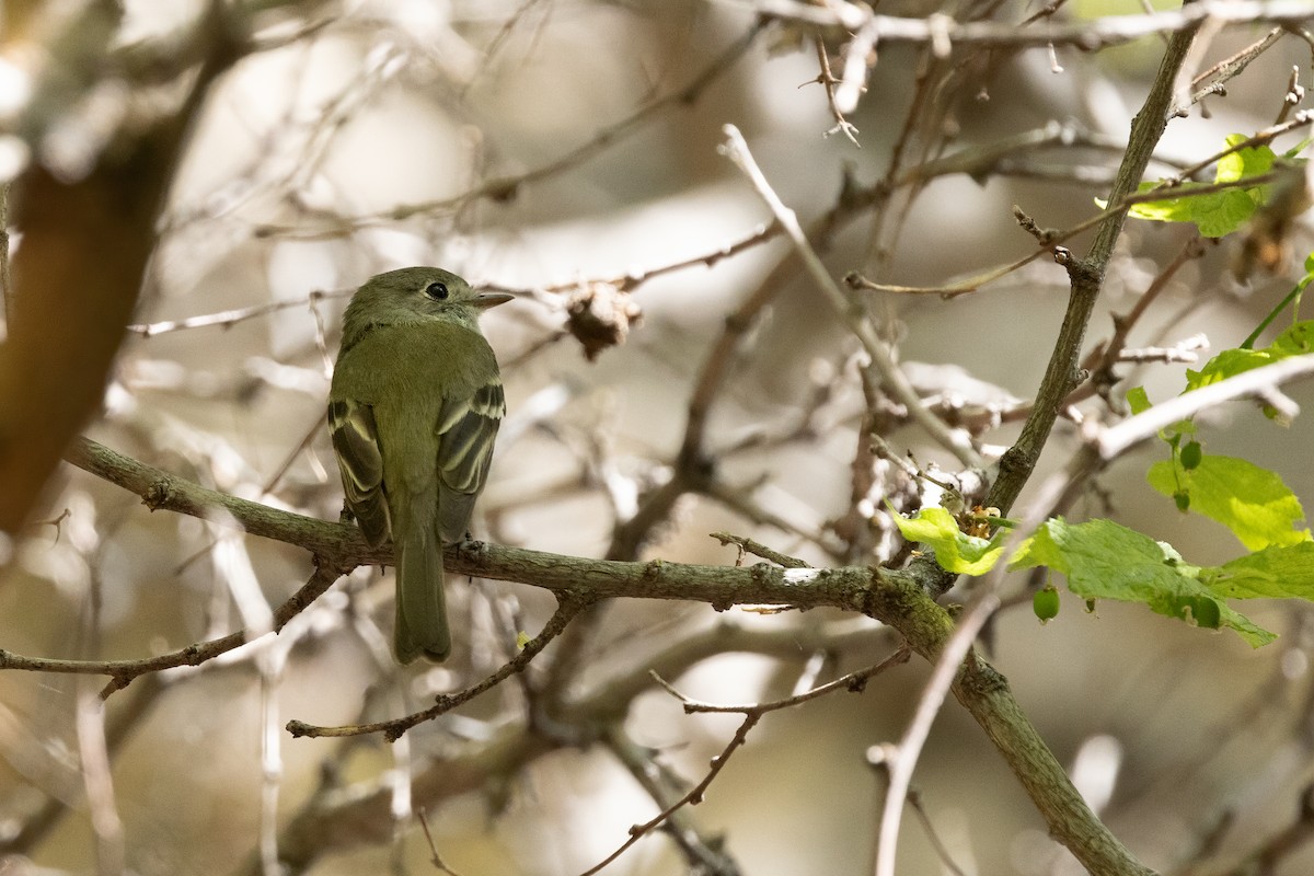 Dusky Flycatcher - Preeti Schatzman