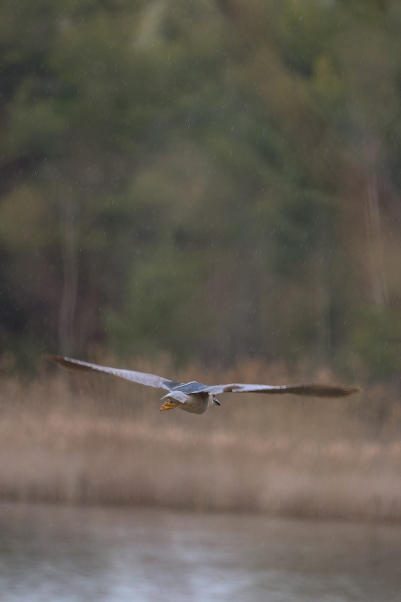 Black-crowned Night Heron - Anonymous