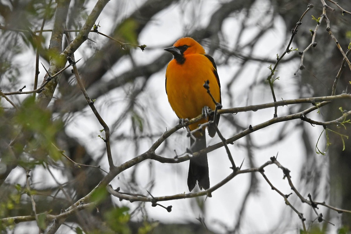 Altamira Oriole - Marla Hibbitts