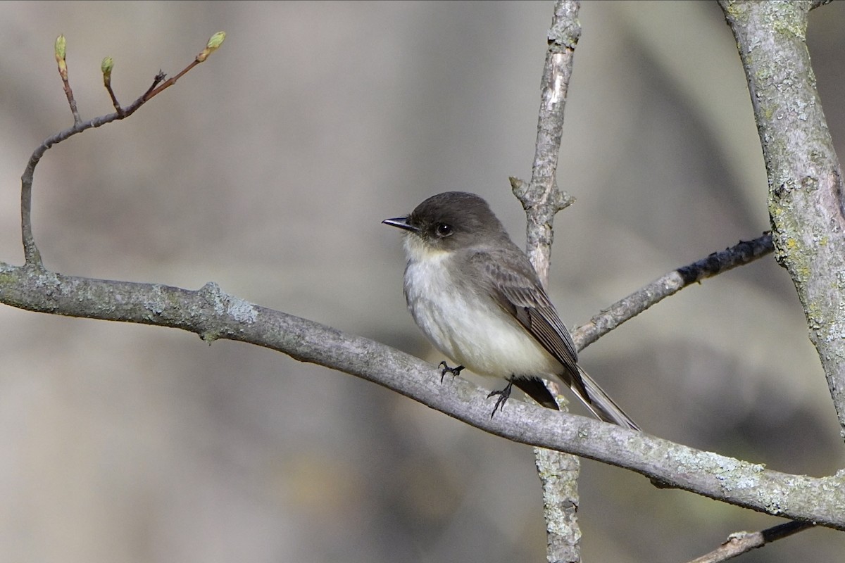 Eastern Phoebe - Josiah Santiago