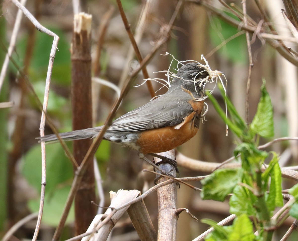 American Robin - Bobby Brown